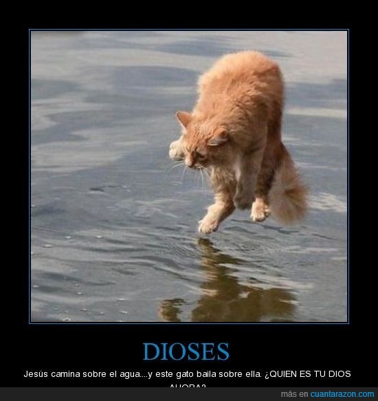 jesus,gato,volador,dios